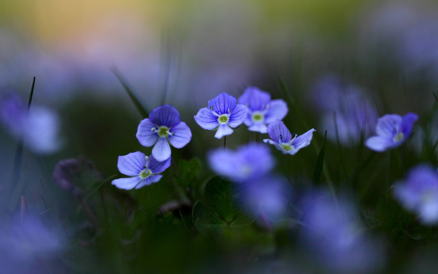Purple flowers grass blurry background free wallpaper for desktop - medium preview image