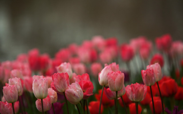 Pink red flower field bokeh free wallpaper for desktop - medium preview image