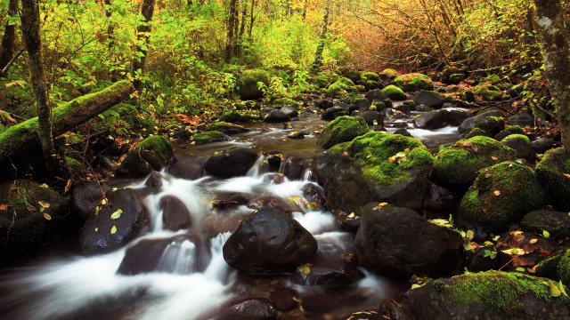 Lush forest stream rocks trees free wallpaper for desktop - medium preview image