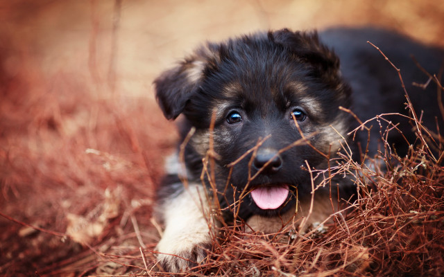 Puppy grass tongue smile blue #2 free wallpaper for desktop - medium preview image