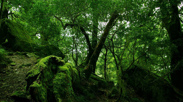 Lush green forest moss covered #2 free wallpaper for desktop - medium preview image