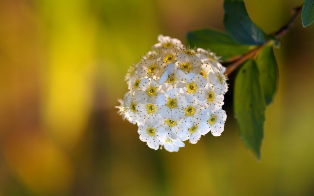 White flower green leaves sunlight #3 free wallpaper for desktop - medium preview image