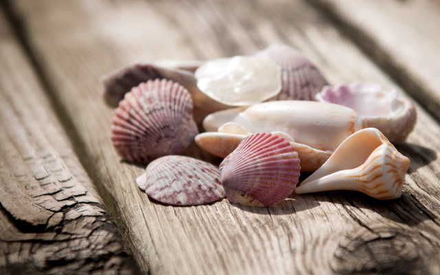 Sea shells wooden table outdoors free wallpaper for desktop - medium preview image
