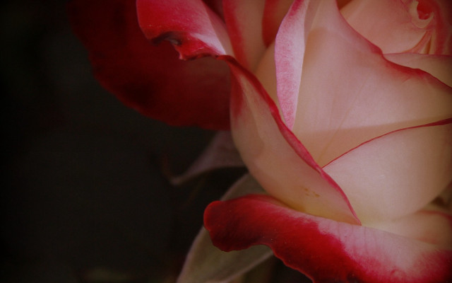 Red white rose macro shallow free wallpaper for desktop - medium preview image