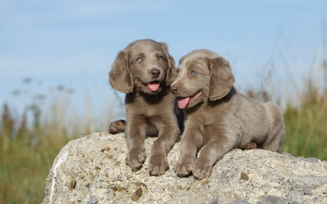 Puppies rock open mouth blue free wallpaper for desktop - medium preview image