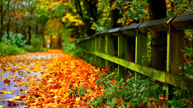 Path wooden fence leaves trees free wallpaper for desktop - medium preview image