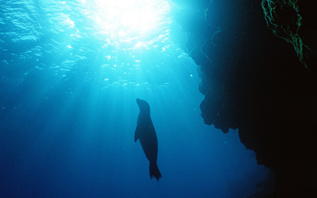 Seal ocean rocks sunlight scuba free wallpaper for desktop - medium preview image