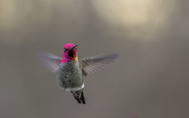 Hummingbird glowing pink beak holography free wallpaper for desktop - medium preview image