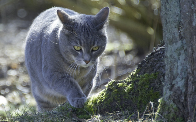 Mossy cat trunk forest nature free wallpaper for desktop - medium preview image