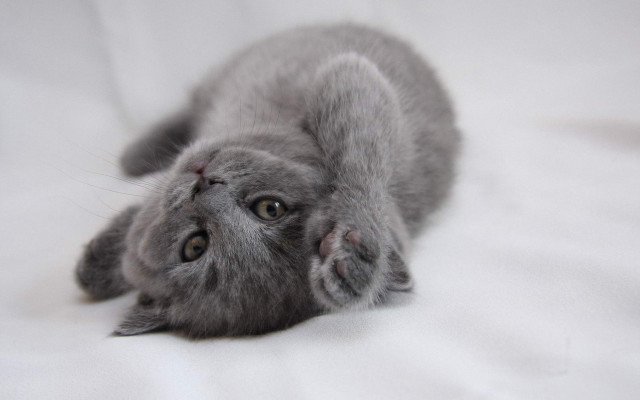 Grey kitten back white sheet free wallpaper for desktop - medium preview image