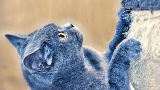 Blue cat looking up beach free wallpaper for desktop - medium preview image