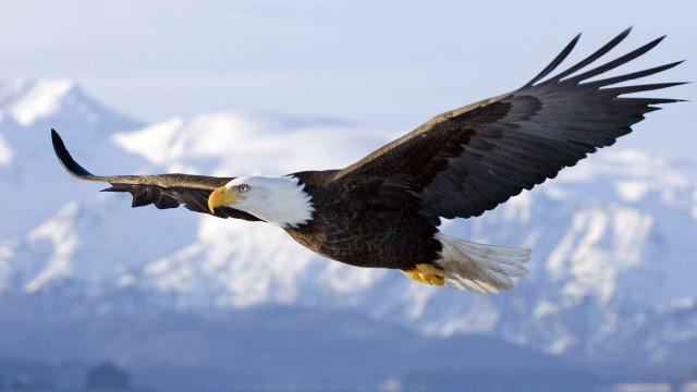 Bald eagle flying mountains snow free wallpaper for desktop - medium preview image