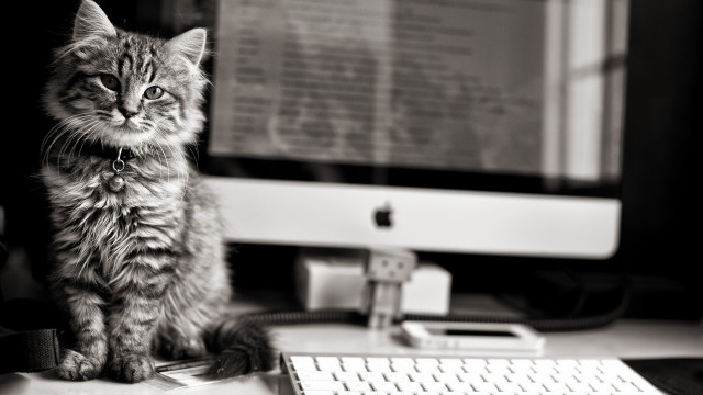 Cat desk computer blurry blackwhite free wallpaper for desktop - medium preview image