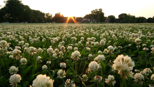 Flower field sunset building trees free wallpaper for desktop - medium preview image