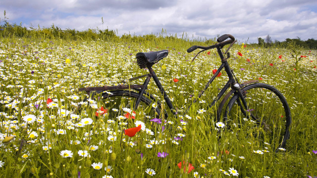 Bicycle flower field sky clouds free wallpaper for desktop - medium preview image