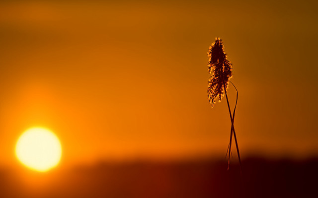 Tall plant sunset moonlight backlight free wallpaper for desktop - medium preview image