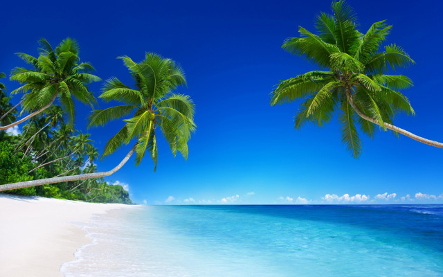 Beach palm trees blue water #3 free wallpaper for desktop - medium preview image
