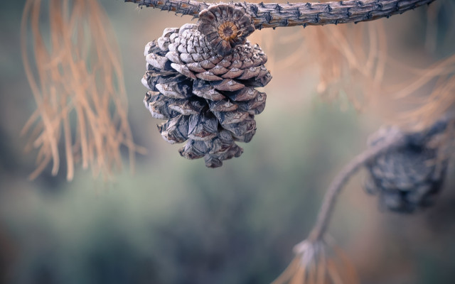 Pinecone branch macro naturalism blur free wallpaper for desktop - medium preview image