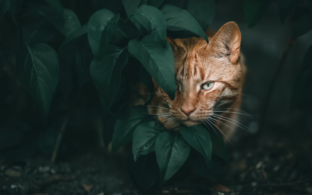 Cat hiding leaves blue eyes free wallpaper for desktop - medium preview image