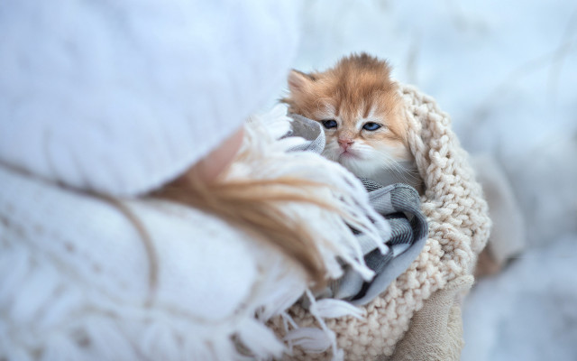 Kitten blanket blue eyes photorealistic free wallpaper for desktop - medium preview image