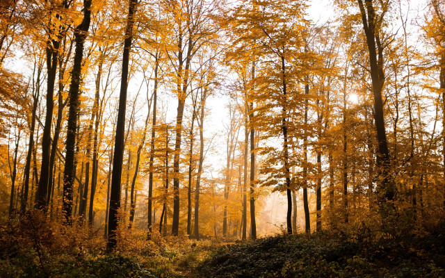 Dirt road autumn leaves fence free wallpaper for desktop - medium preview image