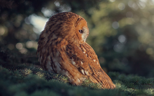Brown owl green field bokeh free wallpaper for desktop - medium preview image