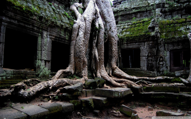 Tree roots overgrown temple architecture free wallpaper for desktop - medium preview image