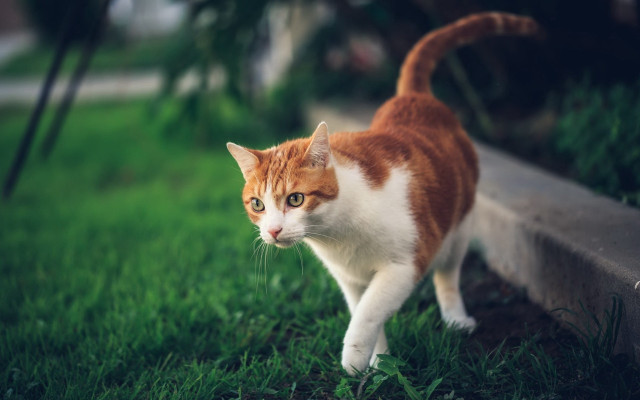 Cat park grass bench blurry free wallpaper for desktop - medium preview image