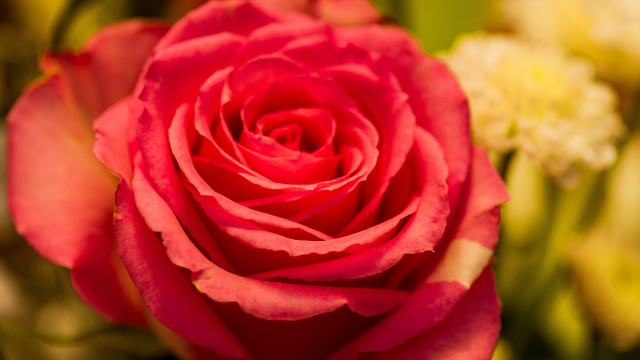 Red rose macro bokeh blurry free wallpaper for desktop - medium preview image