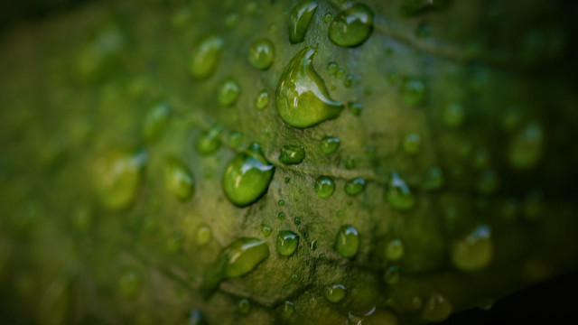 Green leaf water drops macro #38 free wallpaper for desktop - medium preview image