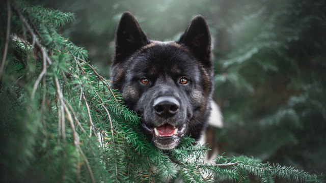 Dog peeking tree branch open free wallpaper for desktop - medium preview image