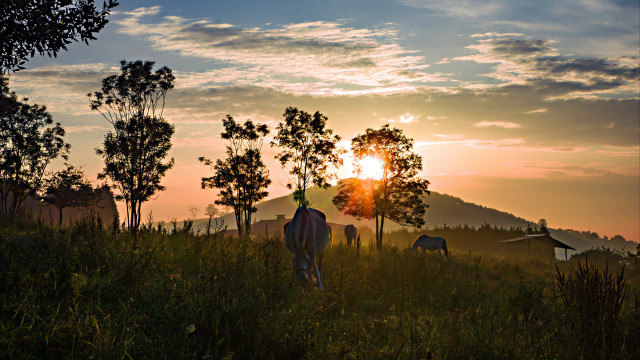 Man horse field sunset mountains free wallpaper for desktop - medium preview image
