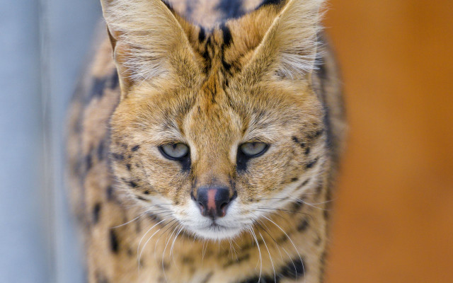 Cat sharp focus blurry background free wallpaper for desktop - medium preview image