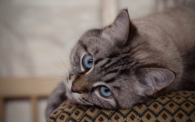 Curious blue eyed cat on #2 free wallpaper for desktop - medium preview image