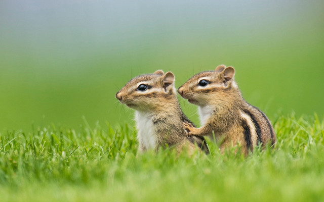 Chipmunks grass blue eyes nature free wallpaper for desktop - medium preview image