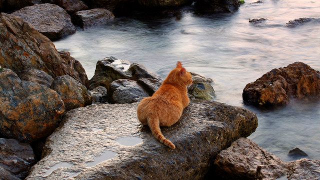 Cat rocks water mountains beach free wallpaper for desktop - medium preview image