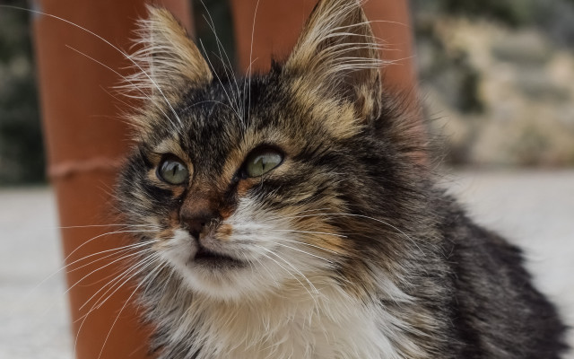 Sad cat looking at something #2 free wallpaper for desktop - medium preview image