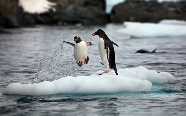 Penguins jumping ice ocean birds free wallpaper for desktop - medium preview image