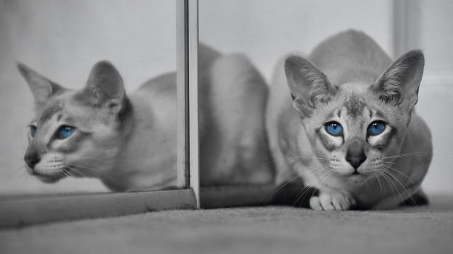 White cat blue eyes mirror #3 free wallpaper for desktop - medium preview image