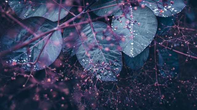 Leaf water droplets purple macro free wallpaper for desktop - medium preview image