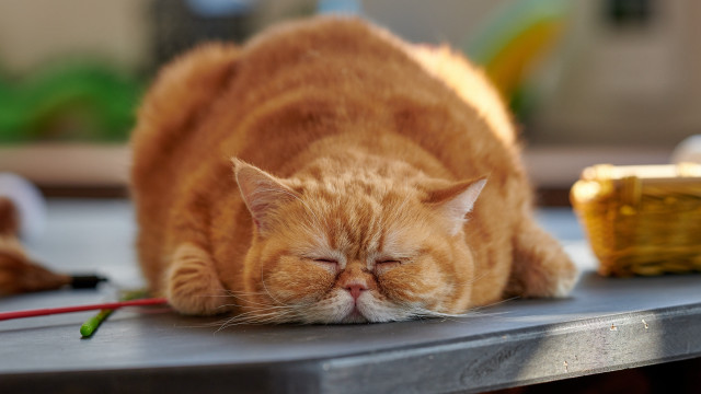 Sleeping cat blurry background photorealistic free wallpaper for desktop - medium preview image