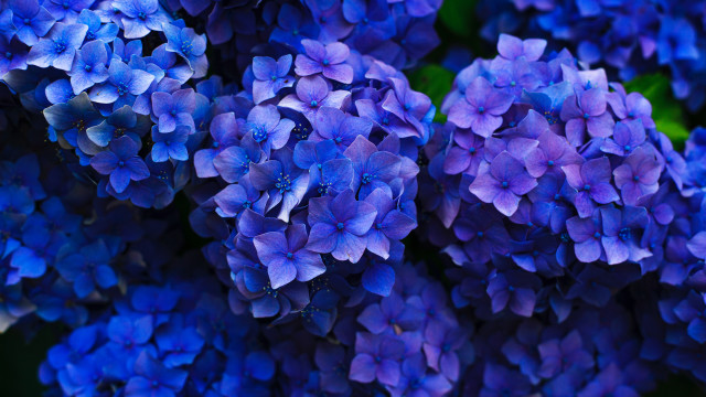 Blue flower bouquet macro purple free wallpaper for desktop - medium preview image