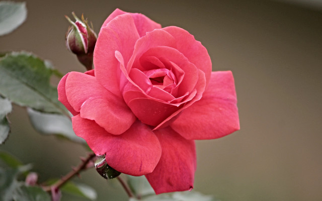 Pink rose green leaves brown free wallpaper for desktop - medium preview image