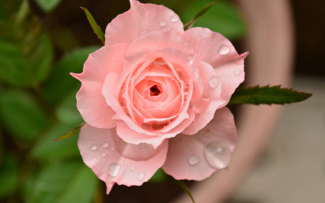 Pink rose water droplets macro #13 free wallpaper for desktop - medium preview image