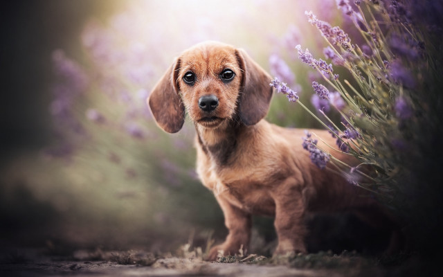 Dog lavender field light shining free wallpaper for desktop - medium preview image