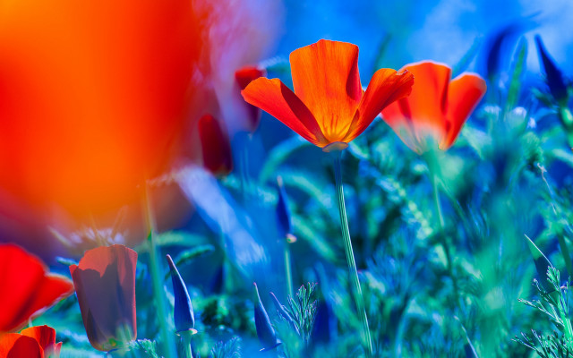 Red flowers field blurry saturated free wallpaper for desktop - medium preview image