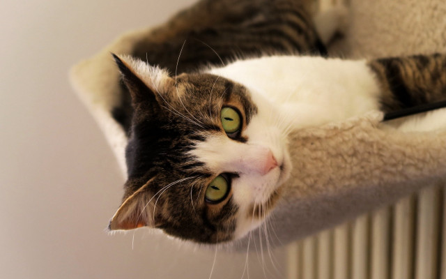 Black cat scratching post radiator free wallpaper for desktop - medium preview image