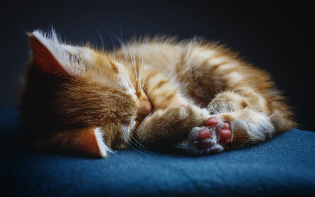 Sleeping cat blue surface microscopic free wallpaper for desktop - medium preview image