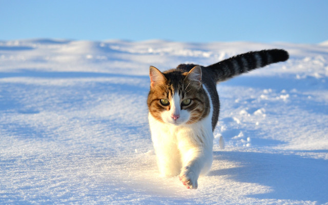 Cat snow day camera outdoors free wallpaper for desktop - medium preview image