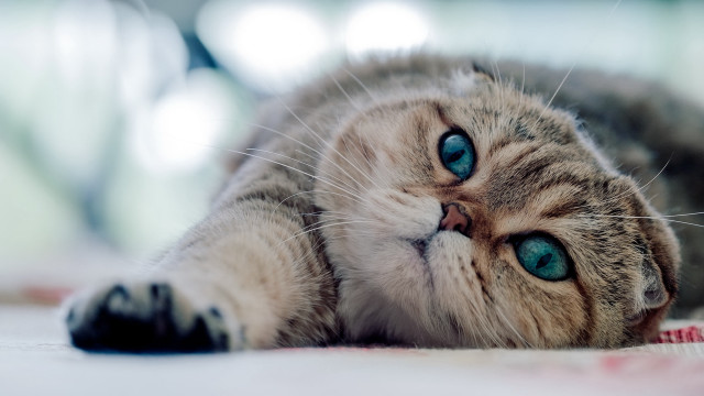 White cat blue eyes laying #3 free wallpaper for desktop - medium preview image